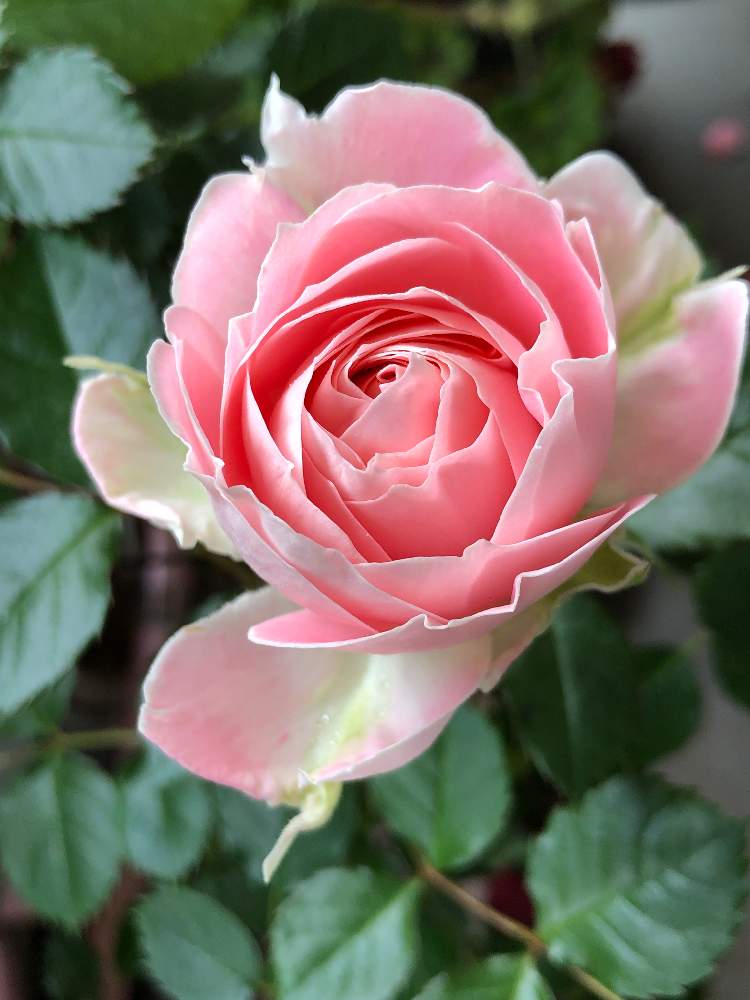 咲きはじめましたの投稿画像 By ゆんさん ばら バラ 薔薇とパシュミナ バラとおうち園芸とバラ 薔薇 ばらと薔薇 とバラ ミニバラとバラ パシュミナとクィーンズオブスウェーデン 月5月10日 Greensnap グリーンスナップ