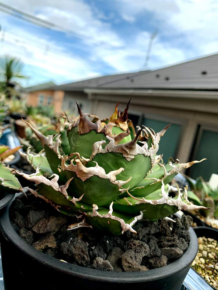 選抜子株】アガベ チタノタ 'シーザー' 発根済み (Agave Titanota 