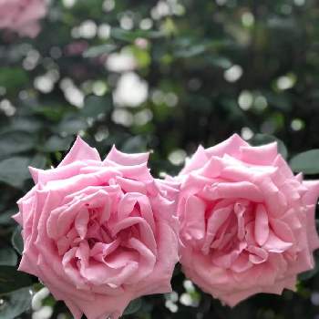 バラ 新雪の画像 by La vie en roseさん | 小さな庭とバラとバラ 新雪とツルバラと新雪と初心者と花のある暮らしと花が好きと薔薇が好きとばら バラ 薔薇と1,000万枚突破とセダムセット希望