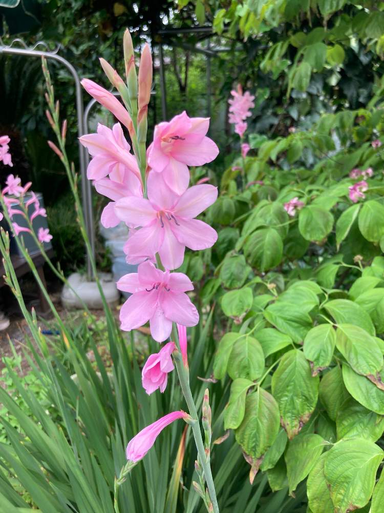 みっつーさんの投稿画像 月5月10日 Greensnap グリーンスナップ