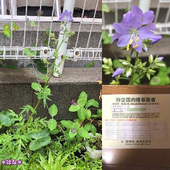 阿蘇ハナシノブの投稿画像一覧 Greensnap グリーンスナップ 阿蘇ハナシノブの投稿画像一覧 Greensnap グリーンスナップ