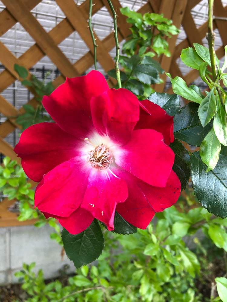 ツル ドルトムントの投稿画像 By りんこぉさん 花のある暮らしとあかいろとばら バラ 薔薇とレッド レッド レッド 月5月10日 Greensnap グリーンスナップ