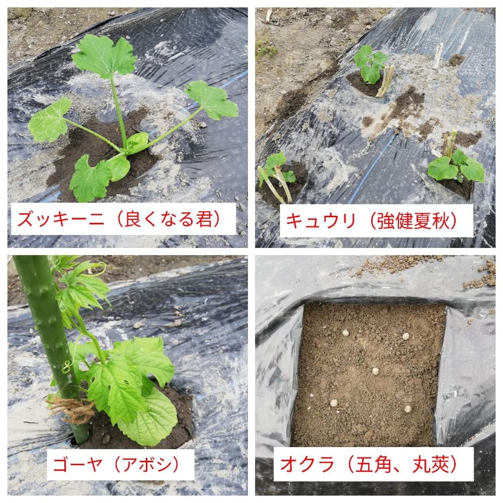 夏野菜の投稿画像 By ワイルドガーデンさん 家庭菜園奮闘日記 月5月10日 Greensnap グリーンスナップ