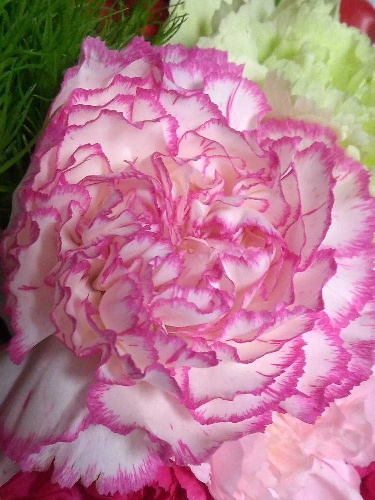 フラワーマンさんの投稿画像 月5月10日 Greensnap グリーンスナップ