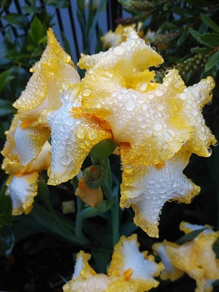 ジャーマンアイリスの投稿画像 By 花 花はなこさん 月5月10日 Greensnap グリーンスナップ