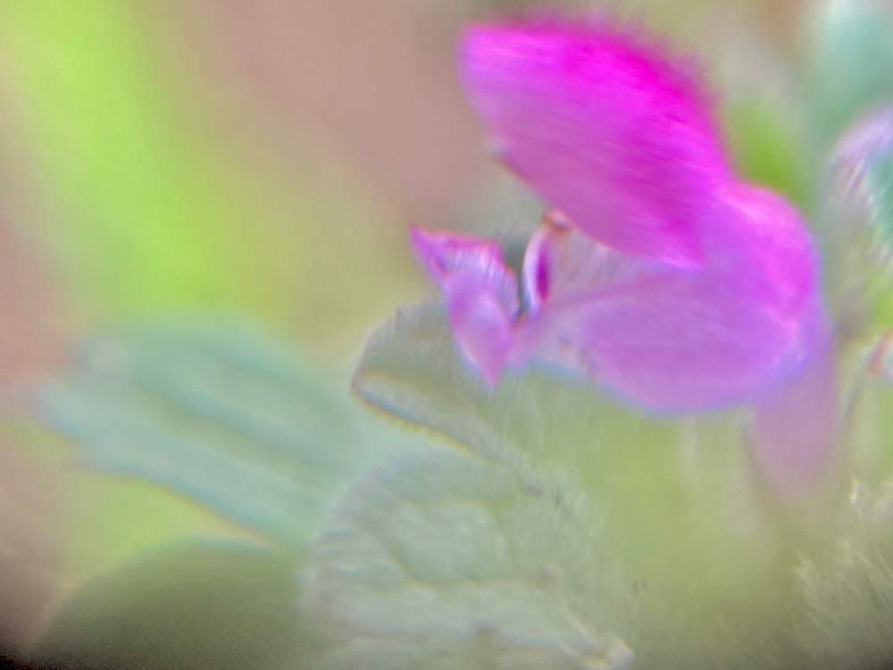 花言葉の投稿画像 By ヒーちゃんさん ホトケノザ と薄ピンクの花とシルバー川柳 月5月10日 Greensnap グリーンスナップ