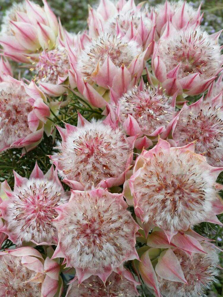 セルリア・プリティピンク3年間の育成記録🌱🌼｜🍀GreenSnap（グリーン