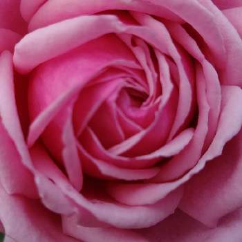 結愛の画像 by 庭野華子さん | 小さな庭と結愛とばら バラ 薔薇と京成バラ園とバラのある暮らしとPinkRoseと香りの良いバラとバラが好きと花のある暮らしと薔薇♪とrose