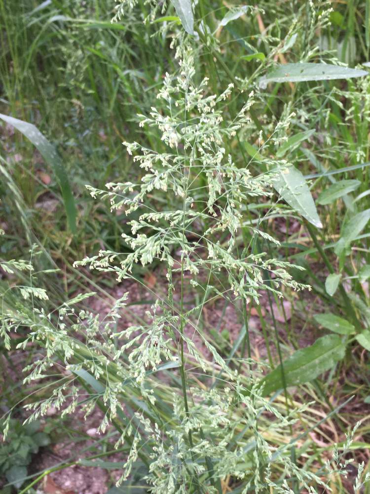 オオスズメノカタビラの投稿画像 By あやちゃんですさん 葉っぱが綺麗と可愛いお花とiphoneで撮影と元気なお花 とお花探しの途中で とお花が好き とお花が可愛いと花のある暮らしと小さなお花 と近くの空き地 月5月10日 Greensnap グリーンスナップ