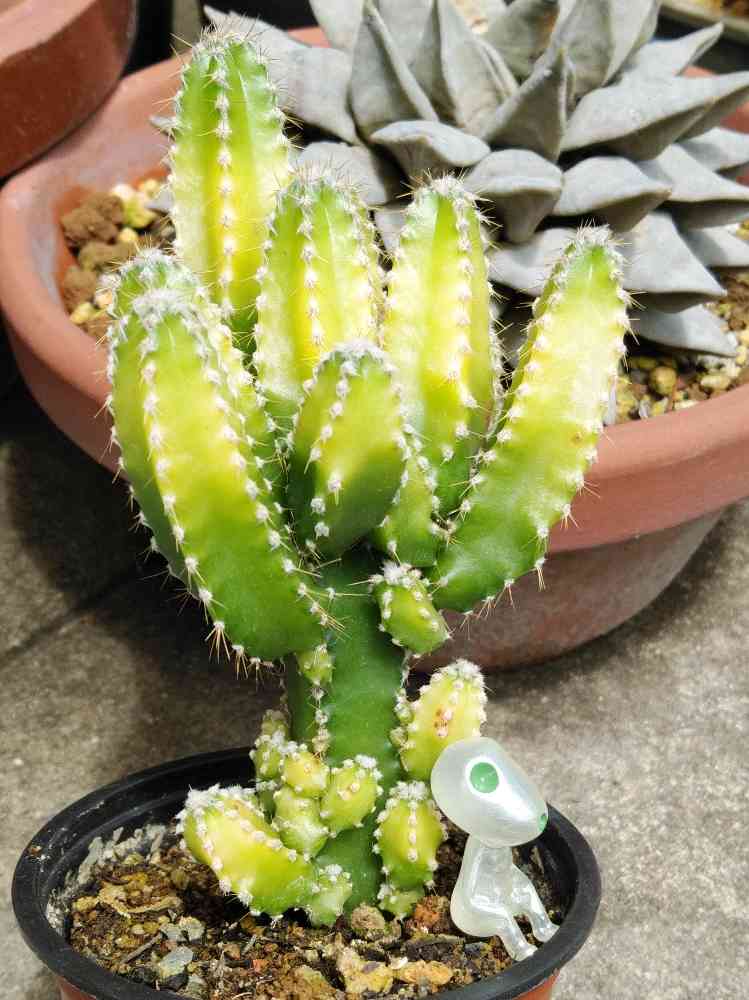 ウチワサボテン 木質化 枯木化 2本立ち - 植物/観葉植物