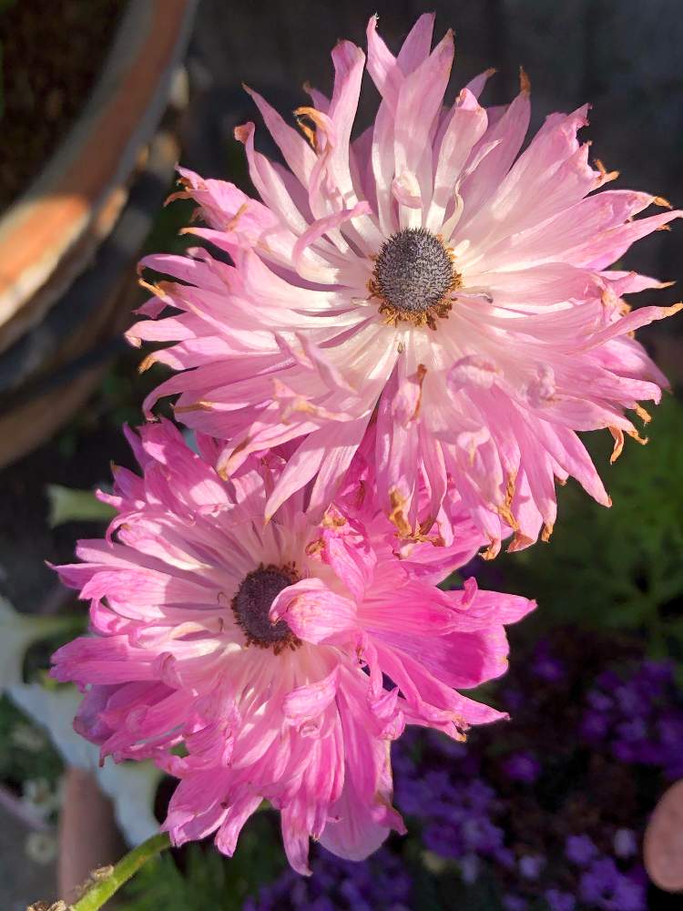 アネモネの投稿画像 By カンパニュラさん きれいな色 と花が好き と寄せ植えとだ い好き ときれーい と ღ ற かわゅ とピンクのはな 月5月10日 Greensnap グリーンスナップ