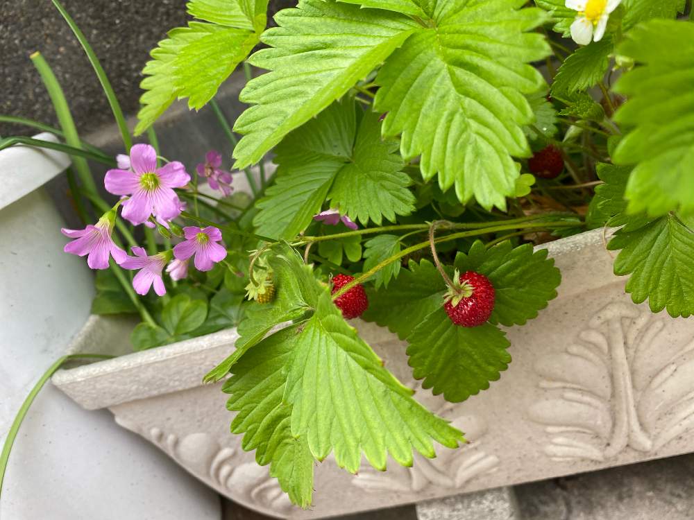 ワイルドストロベリーの投稿画像 By Kazutakevさん オキザリスクルクル 月5月10日 Greensnap グリーンスナップ