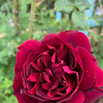 バラ＊フランシス・デュブリュイの画像 by fuuhakuさん | 小さな庭とばら バラ 薔薇とバラ＊フランシス・デュブリュイとGS映えとGS日和とおうち園芸と植中毒とバラ・オールドローズと新潟とバラ・ミニバラ