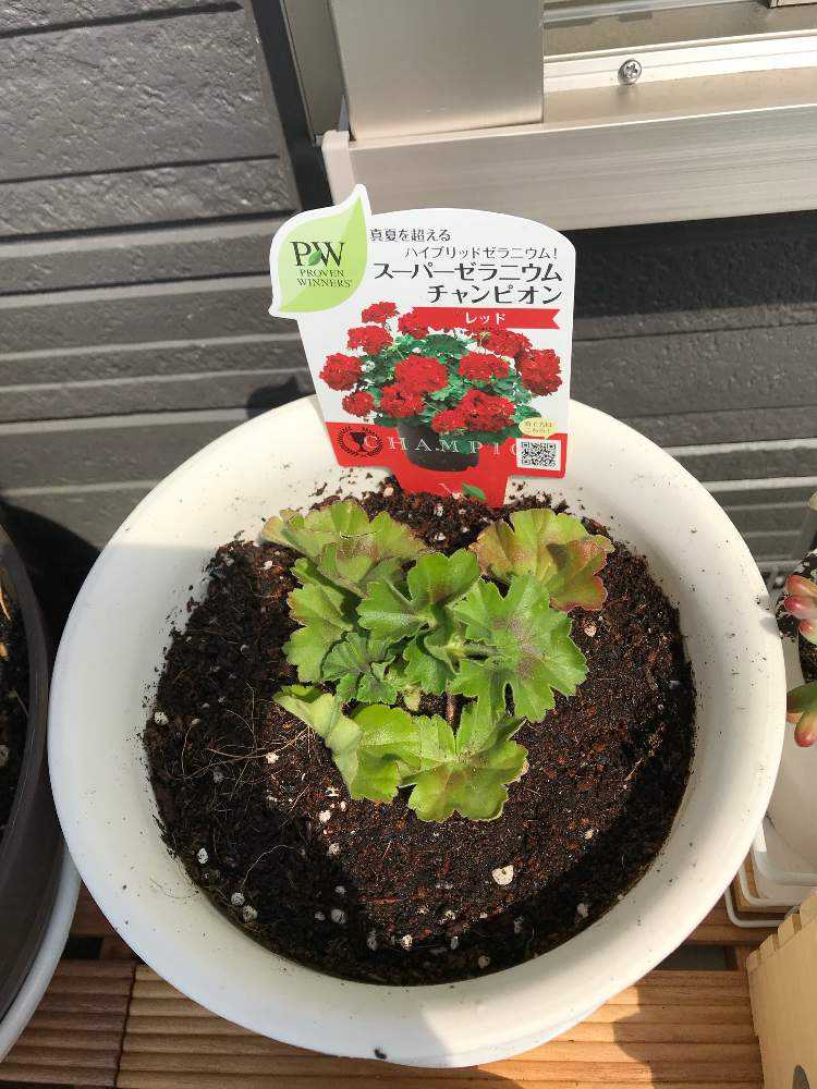 スーパーゼラニウム チャンピオン Greensnap グリーンスナップ