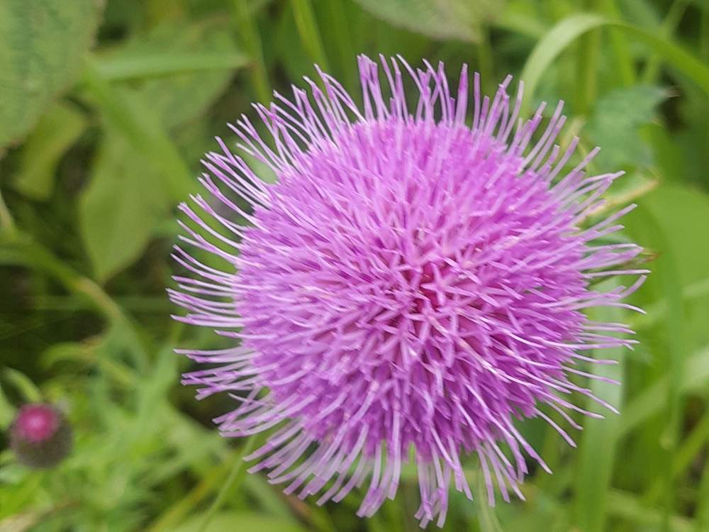 アザミの投稿画像 By じゅんじゅんさん 月5月10日 Greensnap グリーンスナップ