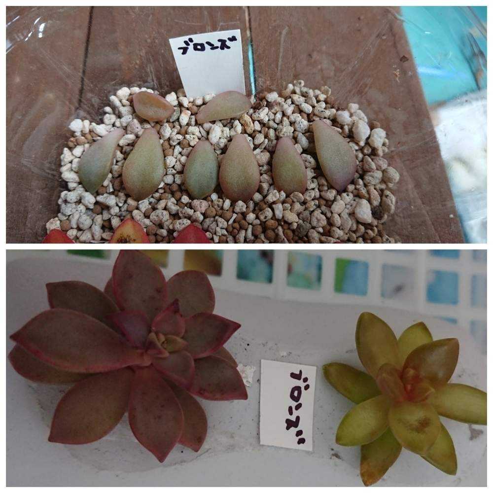 葉挿し苗❤️デザートハーモニー❤️2 葉挿し苗❤️デザートハーモニー❤️2 【公式通販】