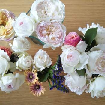 バラ ミルフィーユの投稿画像一覧 Greensnap グリーンスナップ