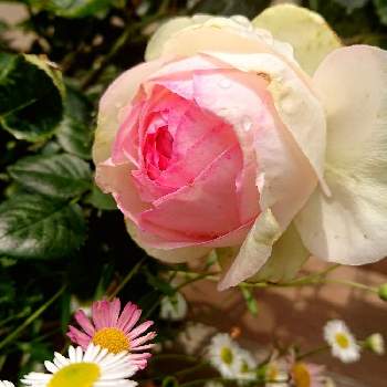 ﾊﾞﾗの庭の画像 by あきこさん | 玄関とピエールドゥロンサールとﾊﾞﾗの庭とばら バラ 薔薇と薔薇愛同盟と薔薇に魅せられてとつるバラとナチュラルガーデンと薔薇♪とロザリアン