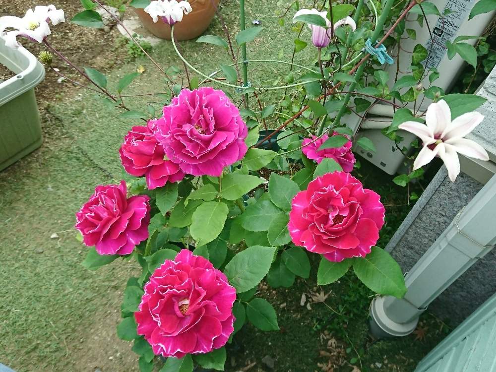 花のある暮らしの投稿画像 By カリメロさん バラとクレマチス フォトコン 月5月10日 Greensnap グリーンスナップ