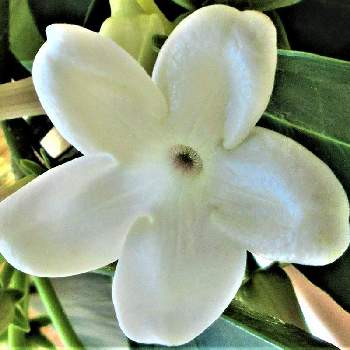 母の日のプレゼント ♡の画像 by 栗 かのこさん | マダガスカルジャスミンとありがとう♡と純白の花と母の日のプレゼント ♡と芳香植物