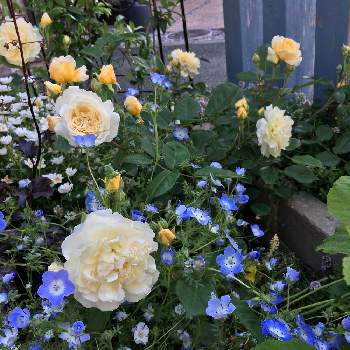 バラ バフビューティの画像 by konohanaさん | 小さな庭とフレンチレースとバフビューティと『ひとてま込めて』2020とばら バラ 薔薇と花壇とおうち園芸とガーデニングと小さな小さな庭とローズガーデンとバラ バフビューティとフレンチレース　バラ