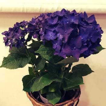 アジサイ ディープパープルの投稿画像一覧 Greensnap グリーンスナップ