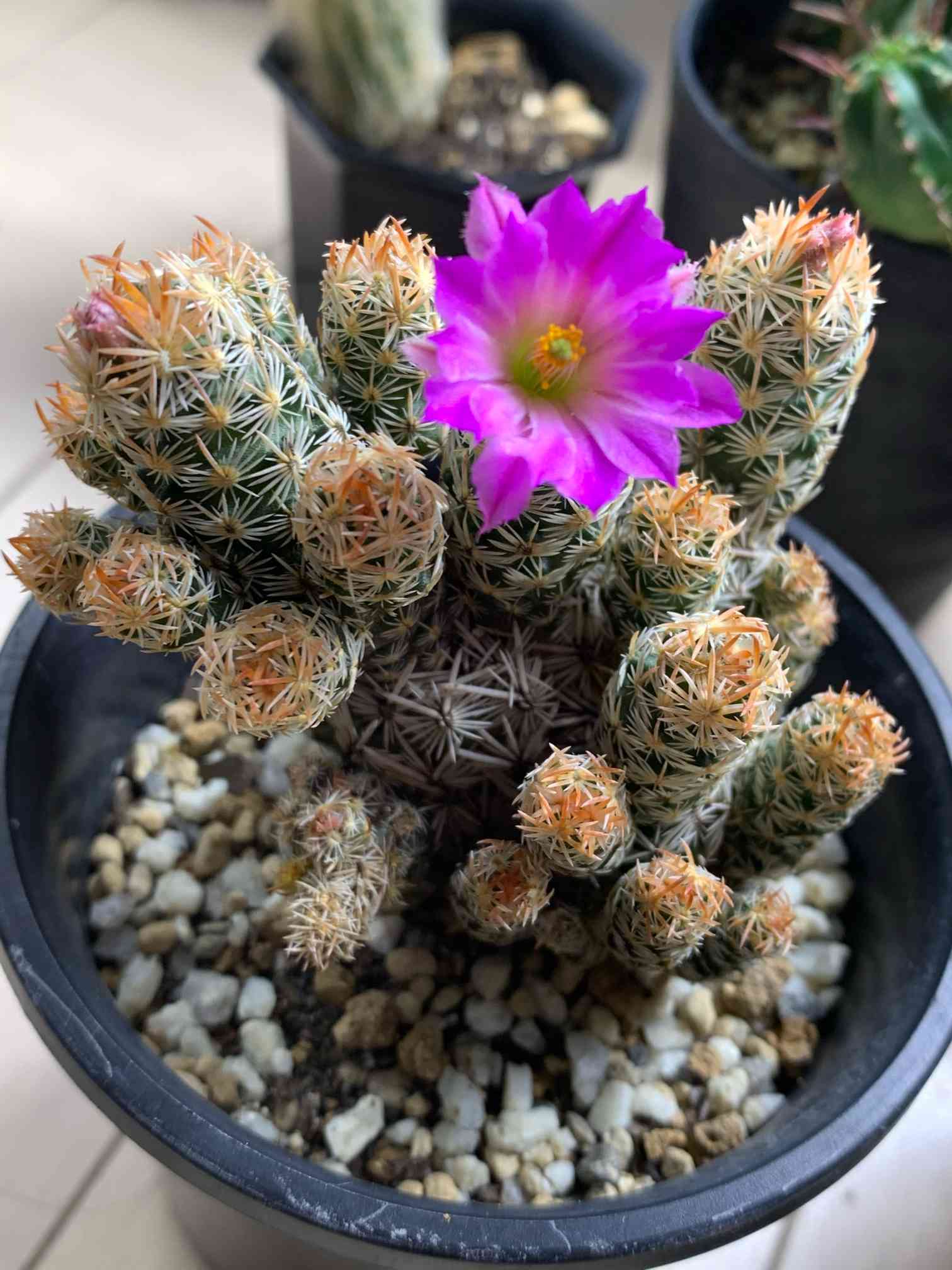 サボテン◇エスコバリア・ミニマ（ネリー）◇ サボテン：エスコバリア