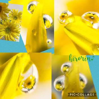 しずくの世界の画像 by ひろりん♪さん | ガーベラと我が家の花達とマクロ撮影と黄色い花としずくの世界と花のある暮らしとiPhone撮影