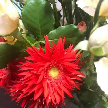 八重咲きガーベラの投稿画像一覧 Greensnap グリーンスナップ