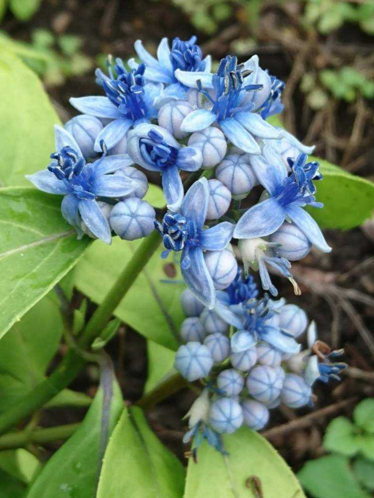 青い花②夏(5月半ば～8月)｜🍀GreenSnap（グリーンスナップ）