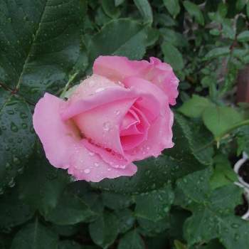 ❋ティファニーの画像 by bluε❋moöon*さん | 小さな庭とティファニーとばら バラ 薔薇と薔薇愛同盟とおうち園芸と❋ティファニーと花のある暮らしと素敵