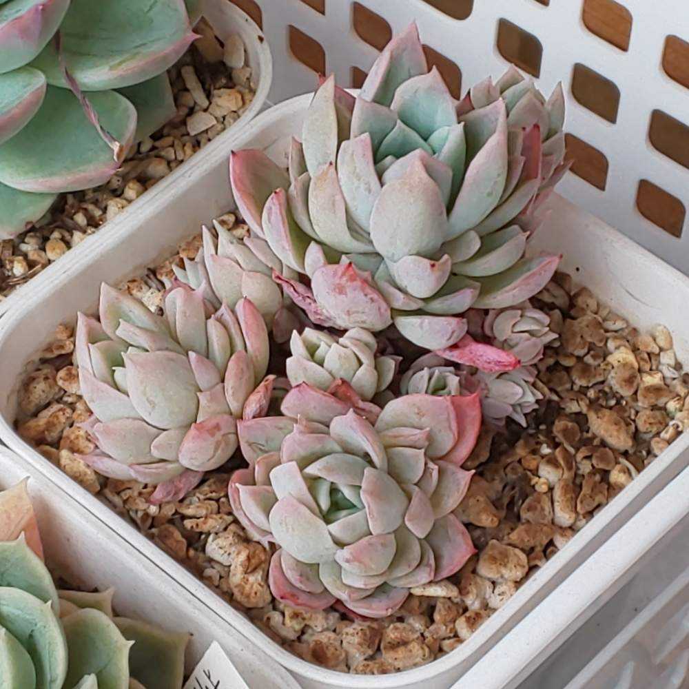 289 すみれ牡丹の生長記録 2022.05.22更新｜🍀GreenSnap（グリーン