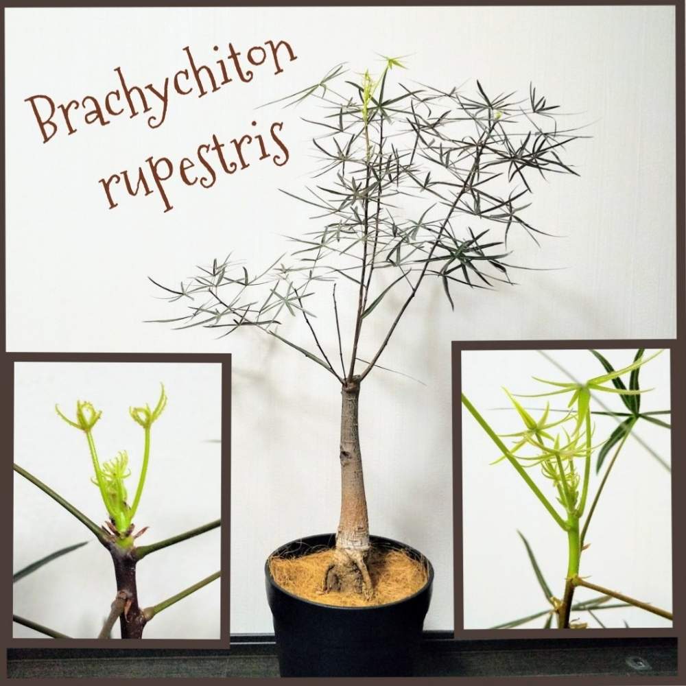 ボトルツリーの投稿画像 By りん さん ブラキキトンと多肉植物と生命力とno Green No Lifeと植欲が止まらないと癒しとスクスク成長中とおうち園芸とおきにいりと植物中毒と癒し空間と大きくな れ と多肉女子と塊根植物と成長記録と りん の ボトルツリー 月5