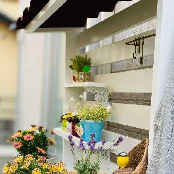 サボテン,多肉植物,鉢植え,DIY,温室の画像