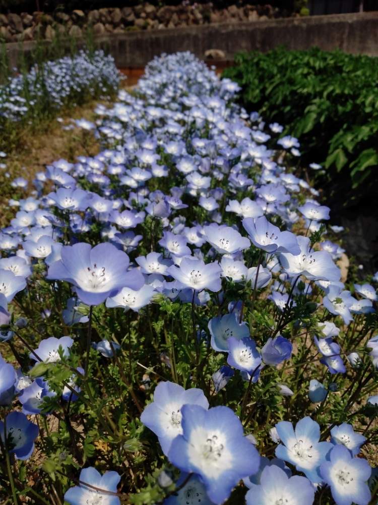 チーム ブルーno 74の投稿画像 By N あおこさん おうち園芸とブルーのお花と青が好きと青い花マニアとブルーガーデンとチーム ブルー自己紹介 月5月10日 Greensnap グリーンスナップ