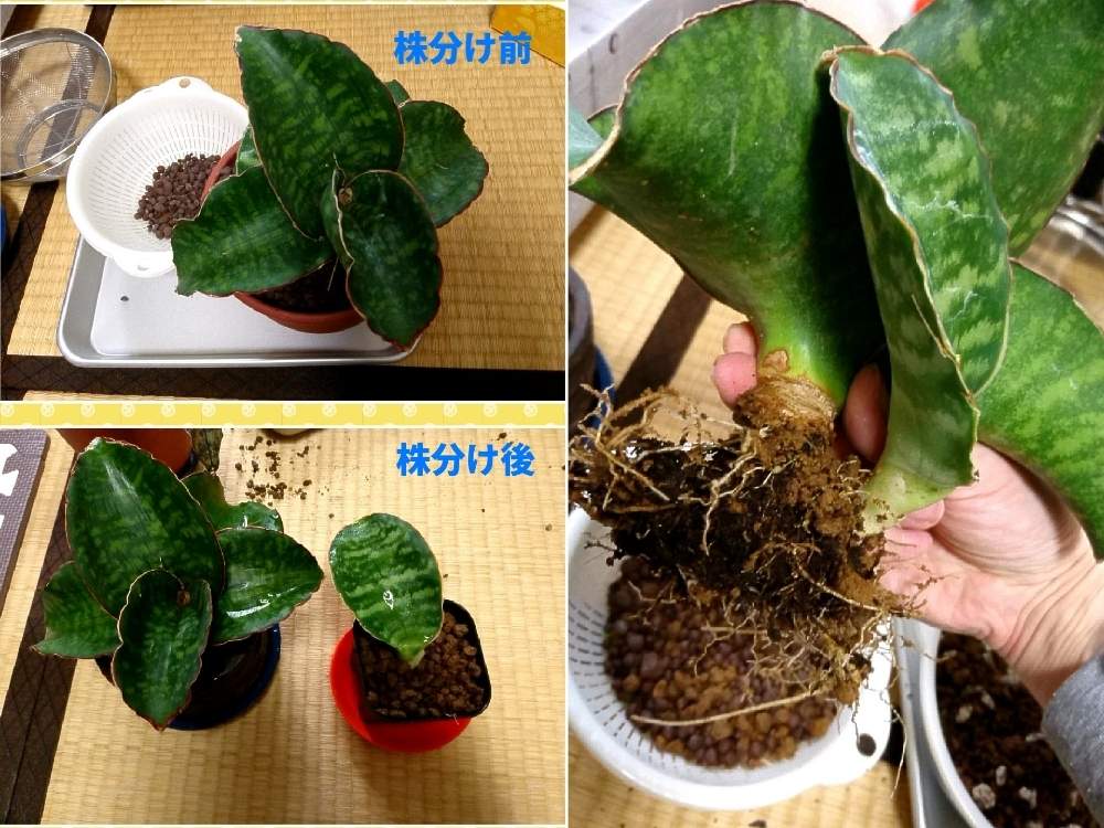 サンスベリア ドラゴンウィングの投稿画像 By ぐる さん サンスベリア ドラゴンウイングとサンスベリア ドラゴンウイングと東京と屋内組と猫と植物と門前仲町と猫と暮らすとサンセベリアと東京と屋内組と猫と植物と門前仲町と猫と暮らす 月5月11日 Greensnap