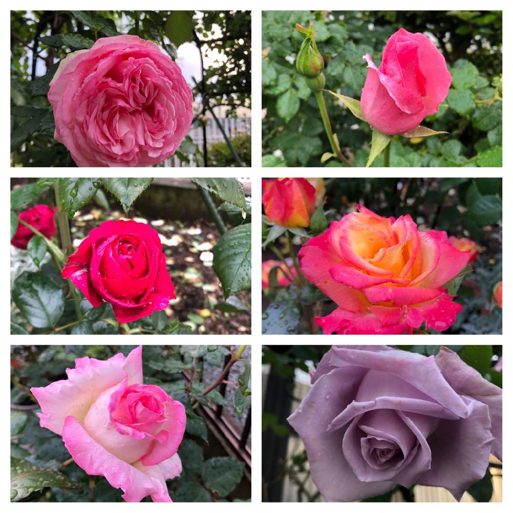 クイーンエリザベス の投稿画像 By カーチさん 薔薇 とばら バラ 薔薇とバラ クイーンエリザベスとルージュ ピエール ドゥ ロンサールと自己満足と バラ ピエールドゥロンサールと薔薇プリンセスドゥモナコ とピエールドウロンサールとブルームーン と バラと クイーンエリザベス の投稿画像 By カーチさん 薔薇 とばら バラ 薔薇とバラ クイーンエリザベスとルージュ ピエール ドゥ ロンサールと自己満足と バラ ピエールドゥロンサールと薔薇プリンセスドゥモナコ とピエールドウロンサールとブルームーン と バラと