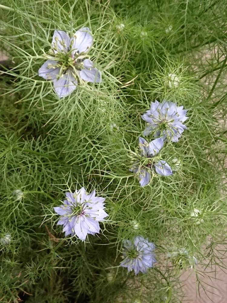 ニゲラの投稿画像 By チェリーさん たねからの幸せと花が咲いたと種からときれいなお花と花のある暮らしとかわいい 月5月11日 Greensnap グリーンスナップ