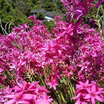 イキシア ローズエンペラーの投稿画像一覧 Greensnap グリーンスナップ