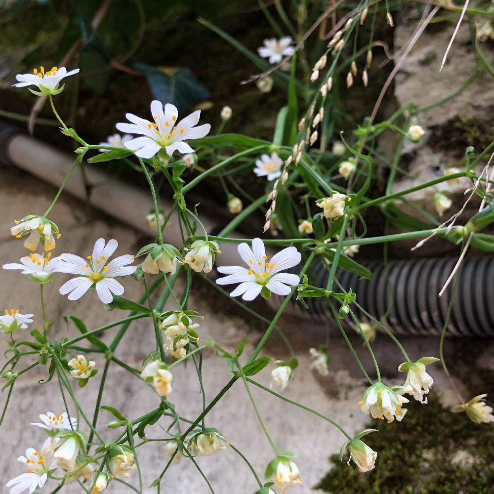 Stellaria Holosteaの投稿画像 By ちえぼんさん ステラリア ホロステアとお出かけ先と街で見かけた植物と春の風景と可愛い花 と道端の草花と花のある暮らしと白い花と街で見かけた植物と春の風景と可愛い花と道端の草花と花のある暮らしと白い花 月5月11日