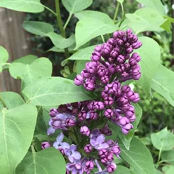 ハシドイ属の投稿画像一覧 Greensnap グリーンスナップ ハシドイ属の投稿画像一覧 Greensnap グリーンスナップ