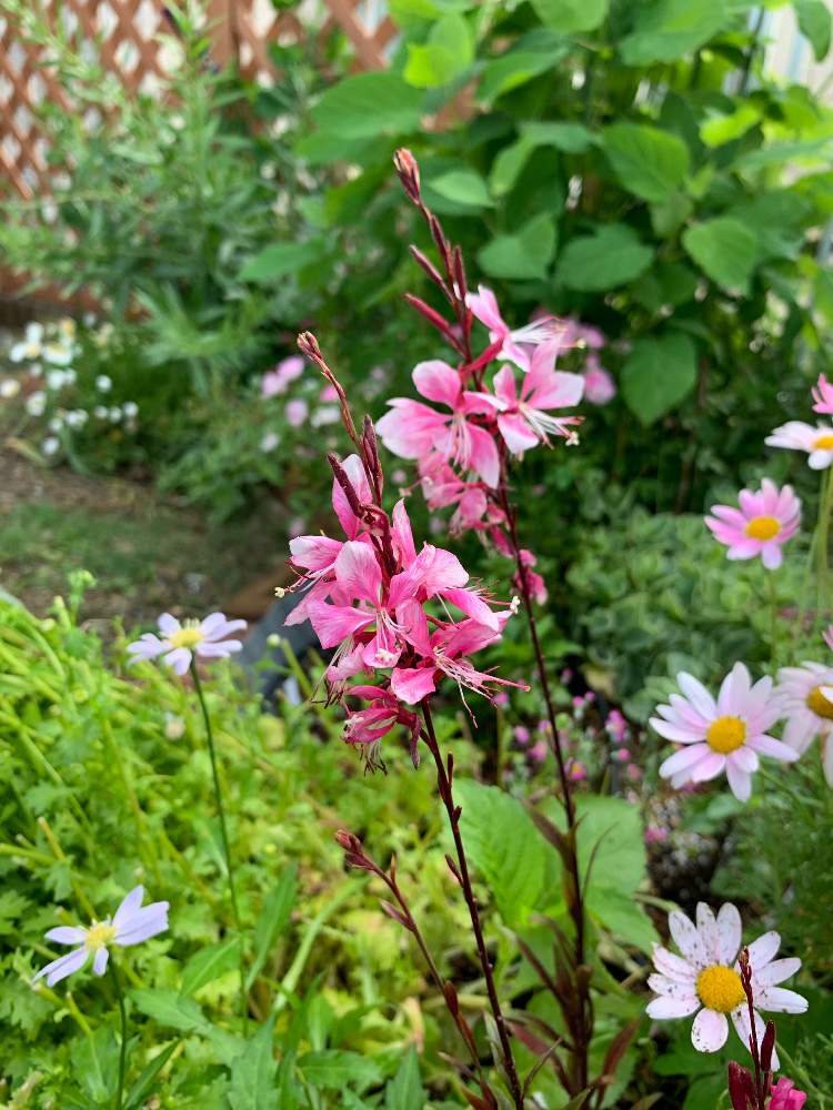 ガウラの投稿画像 By スローライフさん 雨上がりとお家にいましょう週間とピンク ピンクとおうち園芸と私の庭とガーデニングと花のある暮らしと可愛いピンク色 と地植えとstay Homeと地植えの花と庭の宿根草とピンクガウラと小さな庭と雨上がりとお家にいましょう