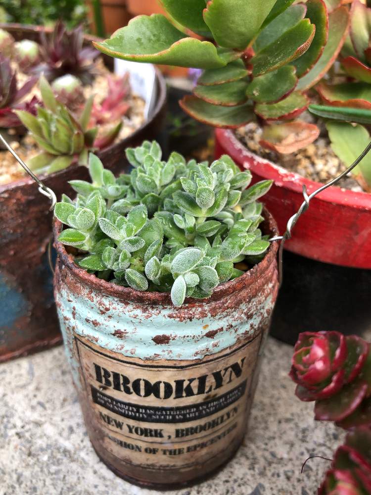 多肉植物 寄せ植え 抜き苗 リメイク缶鑿 Whirledpies Com