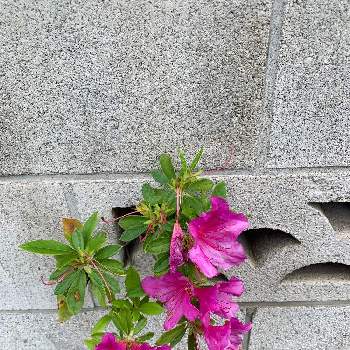 ツツジの投稿画像一覧 Greensnap グリーンスナップ