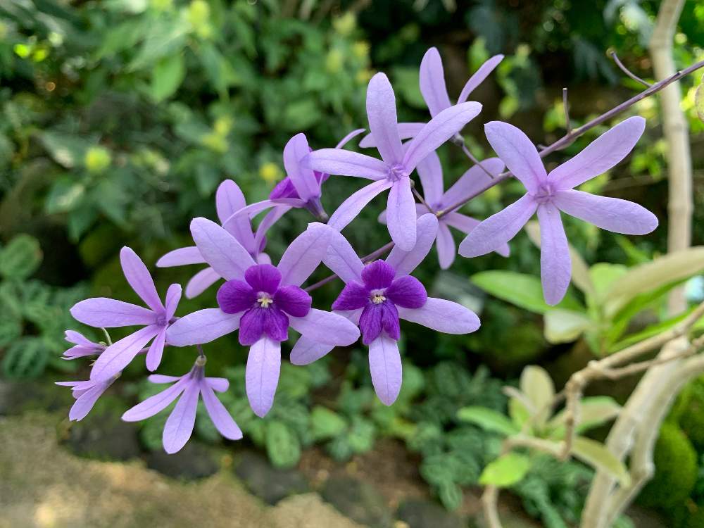 ペトレア ウォルビリスの投稿画像 By はなおさん 月5月11日 Greensnap グリーンスナップ Greensnap グリーンスナップ