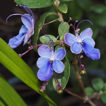 ブルーバタフライブッシュの投稿画像一覧 Greensnap グリーンスナップ