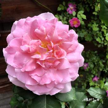 ピンクフレンチレースの画像 by のん☆さん | 小さな庭とバラとピンクフレンチレースと花のある暮らしとみどりのある暮らしとバラが好き