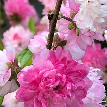 庭桜 ニワザクラ の投稿画像一覧 Greensnap グリーンスナップ