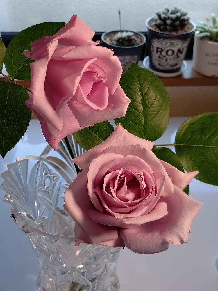 ブルームーンの投稿画像 By Hitomi さん バラ 薔薇 ばらと花のある暮らしと優しい香りと今日も一日頑張ろう 月5月11日 Greensnap グリーンスナップ