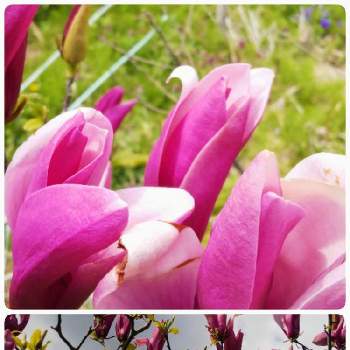 紫モクレンの画像 by きょうさん | ネコのいる暮らしとたのしみ♡と紫モクレンとネコ好きとおうち園芸と中ぐらいの庭と花のある暮らし